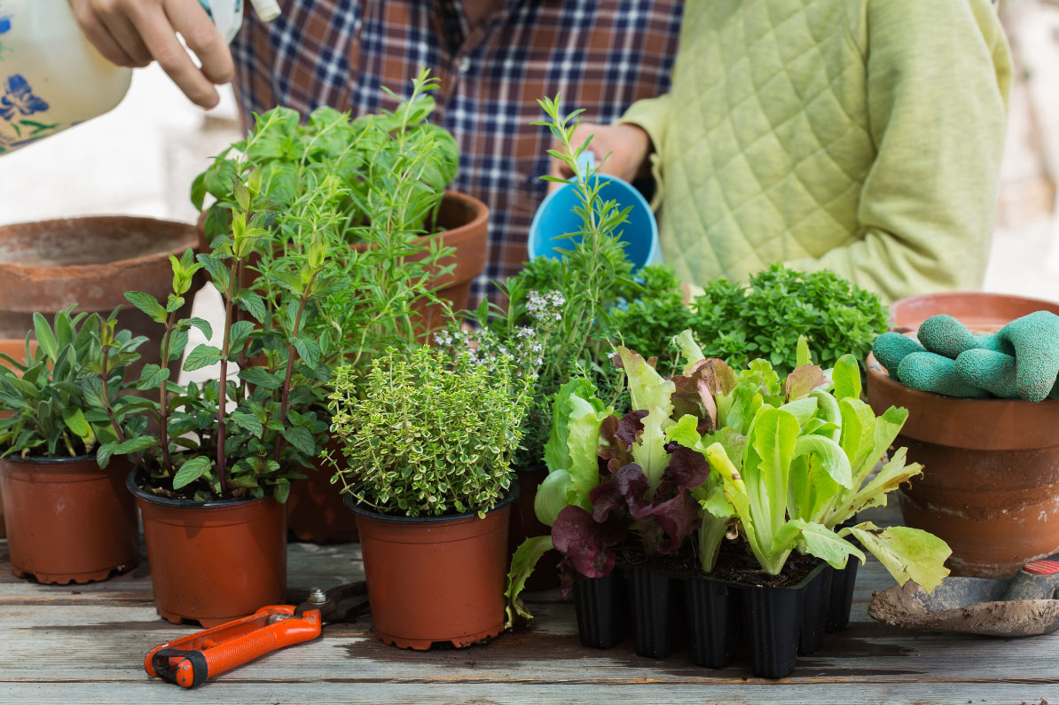 Lush potted plants on a table in front of people whose torsos are visible.