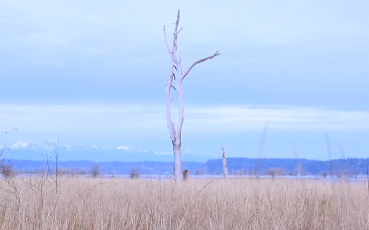 A still from a video recording of a lone tree with no leaves in a field with tall brown grasses