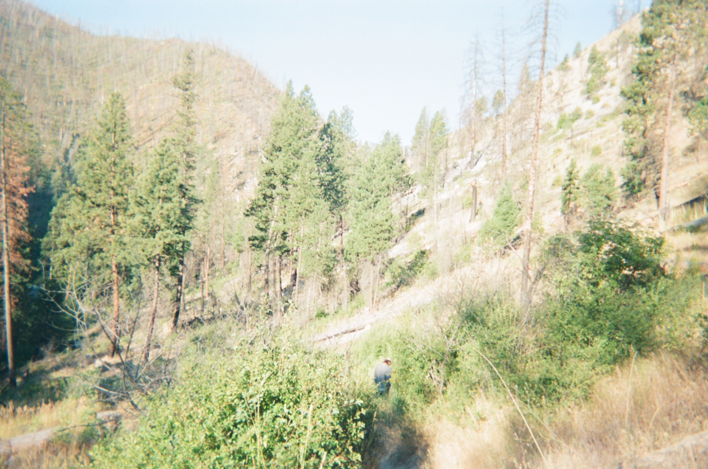 Photograph of a forested side of a mountain with a figure in dark clothing in the lower center facing away