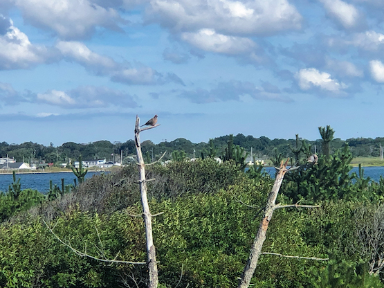 Color photograph of a blue sky with white fluffy clouds, water in the distance, and wild green shrubbery in the foreground