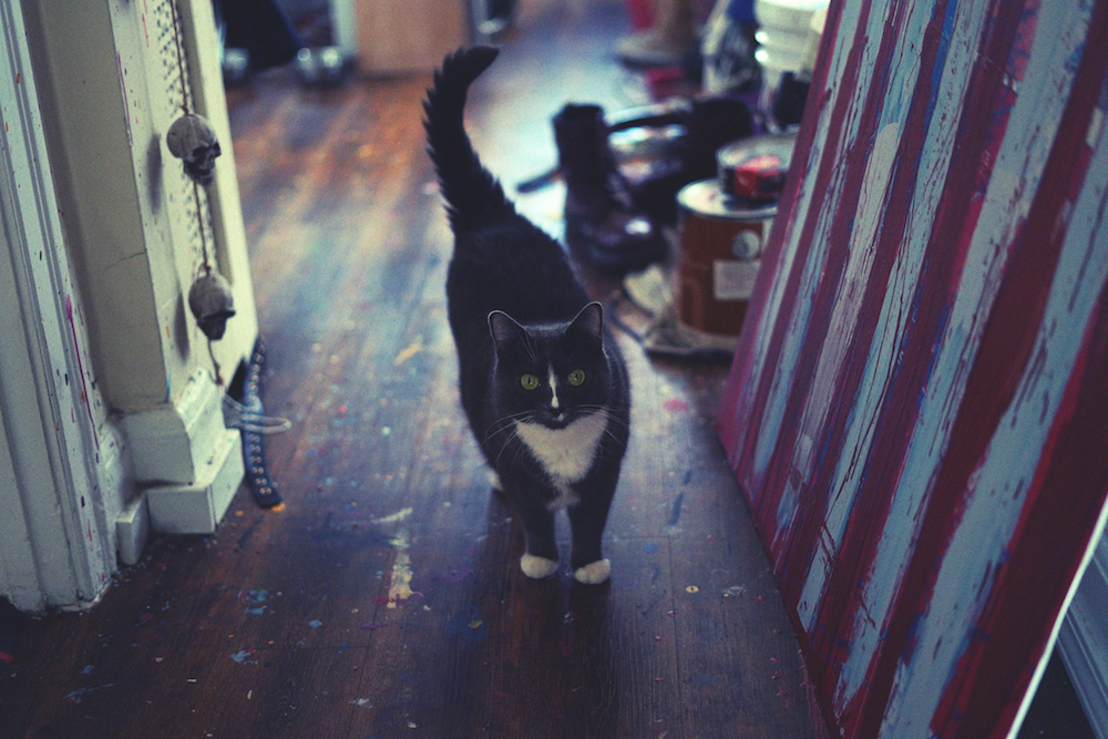 a black cat looks at the camera standing in an apartment hallway