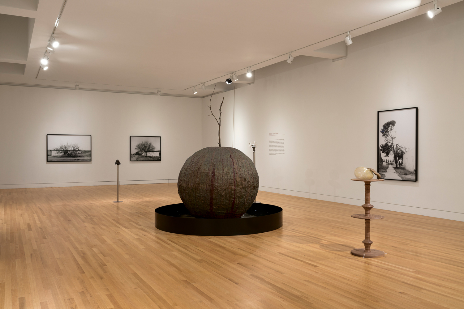 Photo of photographs and sculptures by Kelly Akashi in a gallery