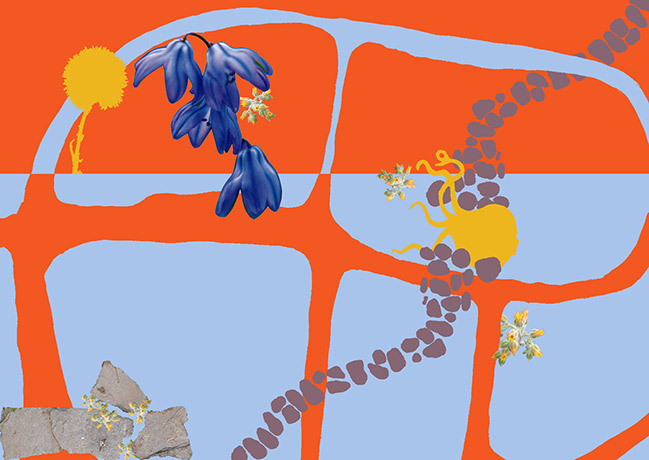 A flat red and blue collage of color, graphics, and pictures of flowers and rocks