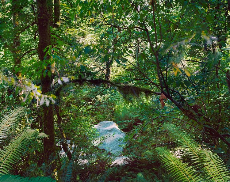 Images Wechsler took while exploring Roanoke Park, Saint Edward State Park, and Discovery Park, in King County. C