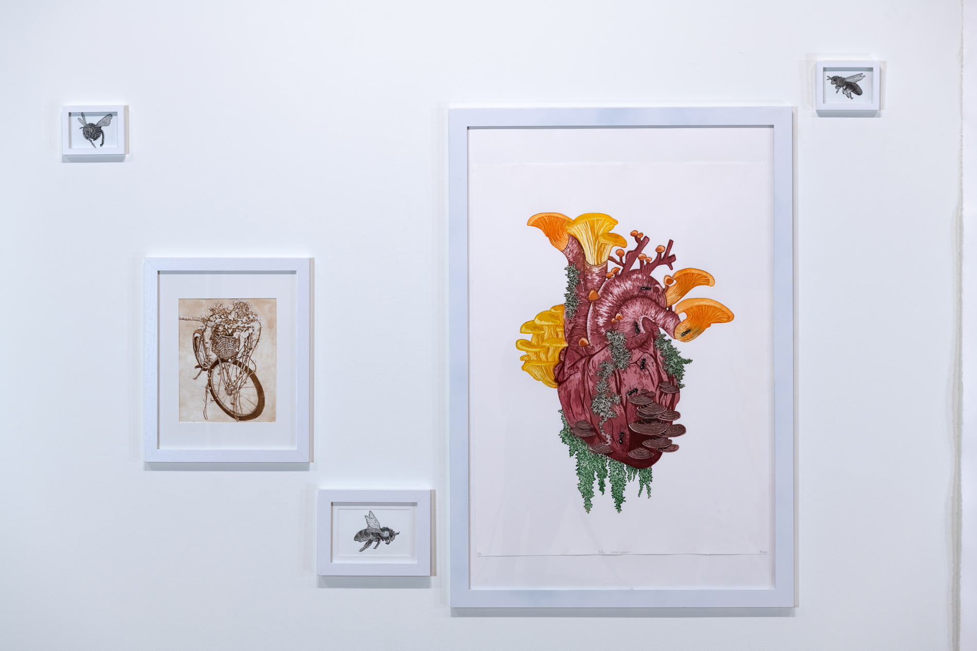 Installation photograph of a portion of Maddi Wareham's "What Grows in Your Garden" show with 5 prints on a white wall