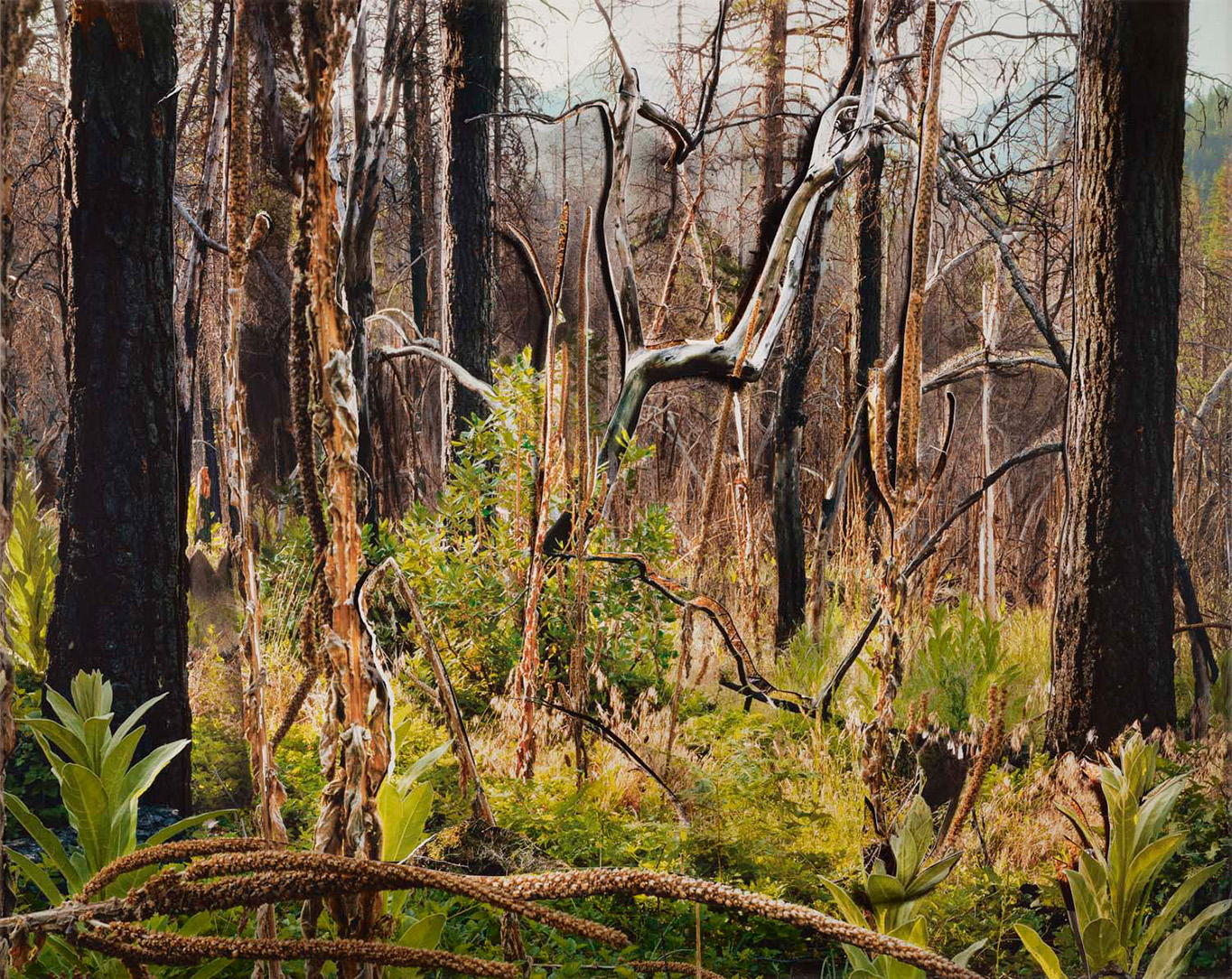 Sadie Wechsler archival inkjet print of trees in the forest