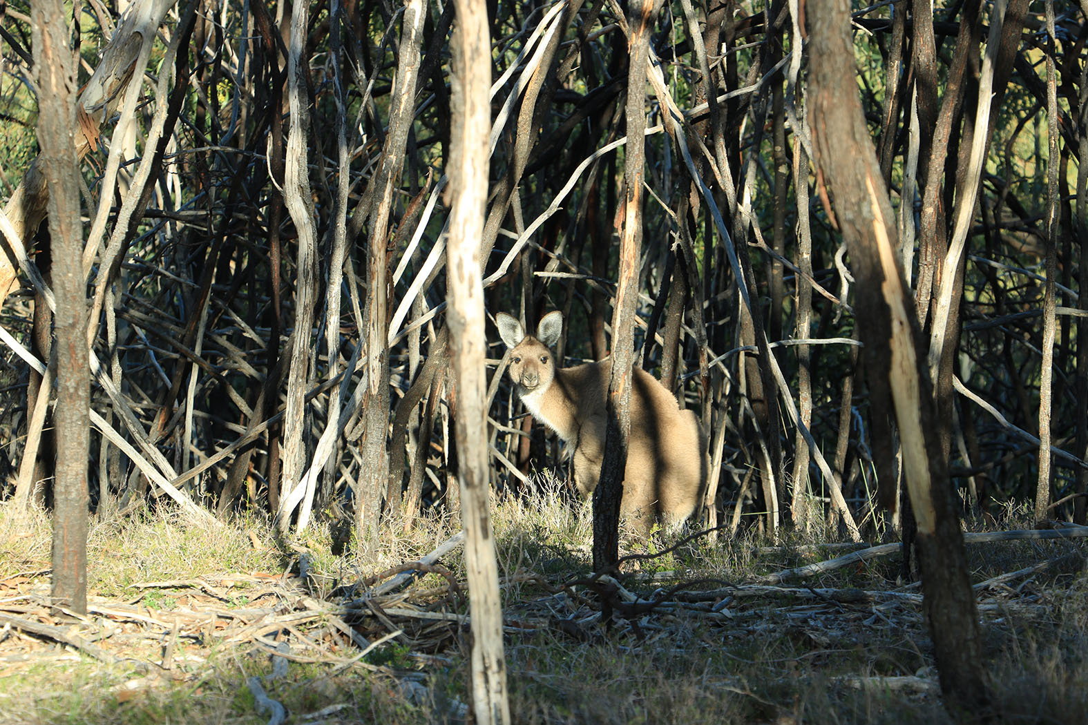 A wallaby hiding amidst trees