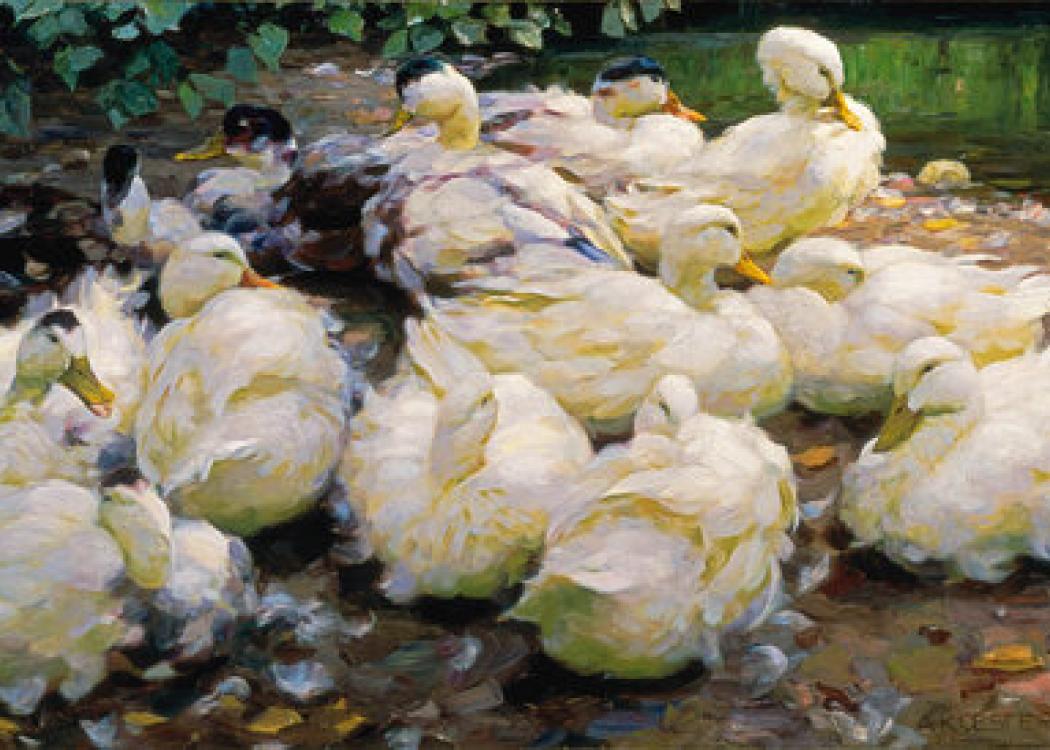 Collection Connection: Moulting Ducks