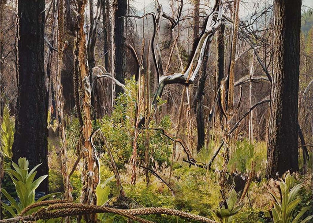 Sadie Wechsler archival inkjet print of trees in the forest