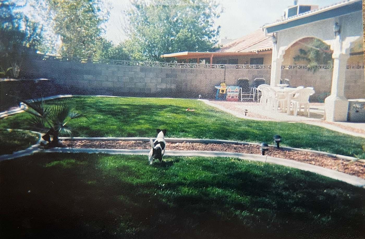 A scan of a photo of a dog running through a grassy backyard